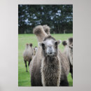 Buscar camel arte Marruecos