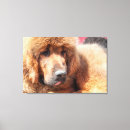 Buscar tibetano lienzos Perro