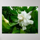 Buscar gardenias posters Botánico
