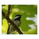 Buscar chickadee fotografía Cámara
