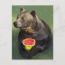 Buscar urso Animal