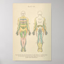 Buscar anatomia del cuerpo humano posters Anatómico