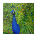 Buscar pavos reales azulejos Pájaro