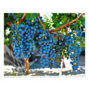 Buscar lagar fotografía Uvas