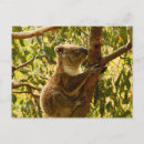 Buscar koala postales Australiano