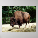 Buscar del bisonte posters Naturaleza