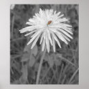 Buscar mariquita posters Insecto