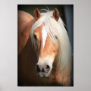 Buscar pferde posters Cavallo