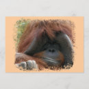 Buscar orangután invitaciones Para todos