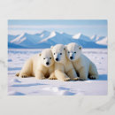 Buscar oso polar postales Naturaleza