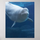 Buscar leuca posters Animales