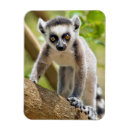 Buscar lemur imanes Adorable