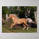 Buscar lusitano posters Palomino