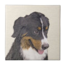Buscar bernese azulejos Perro