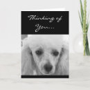 Buscar caniche de juguete tarjetas Cangrejos