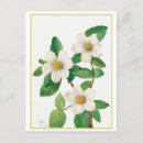 Buscar botánico postales Ilustracion