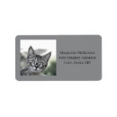 Buscar gato sorprendido postales Gris