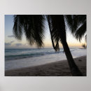 Buscar el caribe posters Palmera