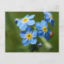 Buscar nomeolvides postales Azul