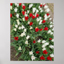 Buscar tulipán rojo y blanco posters Floral