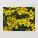 Buscar flores amarillas postales Plantas