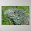 Buscar iguana posters Animal