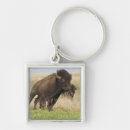 Buscar bisontes llaveros Pradera