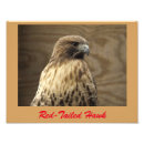 Buscar halcón atado rojo posters Fauna