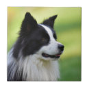 Buscar perro del collie azulejos Negro