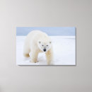 Buscar oso polar lienzos Fauna