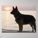 Buscar perro pastor posters Naturaleza