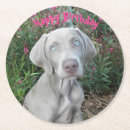 Buscar del weimaraner fotografía Perro
