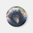 Buscar chimpancé imanes Jungla