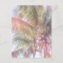 Buscar palm tree postales Fotografía
