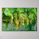 Buscar vid de uva posters Uvas de vino