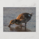 Buscar sediento postales Adorable