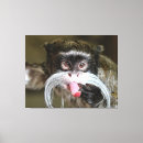Buscar tamarin Emperador