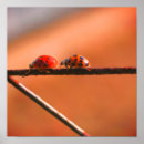 Buscar líder fotografía Entomología