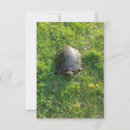 Buscar tortuga linda tarjetas Para todos