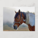 Buscar pinto postales Para todos
