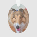 Buscar rough collie adornos Agudo