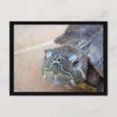 Buscar tortuga verde postales Quelonia