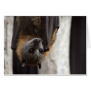 Buscar guano 9 º batuta