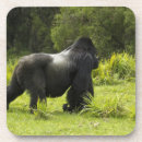 Buscar volcanes posavasos Rwanda