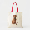 Buscar laboratorio amarillo accesorios Animales