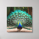 Buscar feather arte Verde