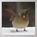 Buscar cardenales rojos posters Nieve