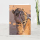 Buscar camello divertido tarjetas Desierto