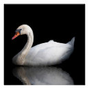 Buscar cisnes posters Negro