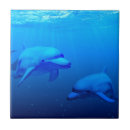 Buscar delfines azulejos Agua